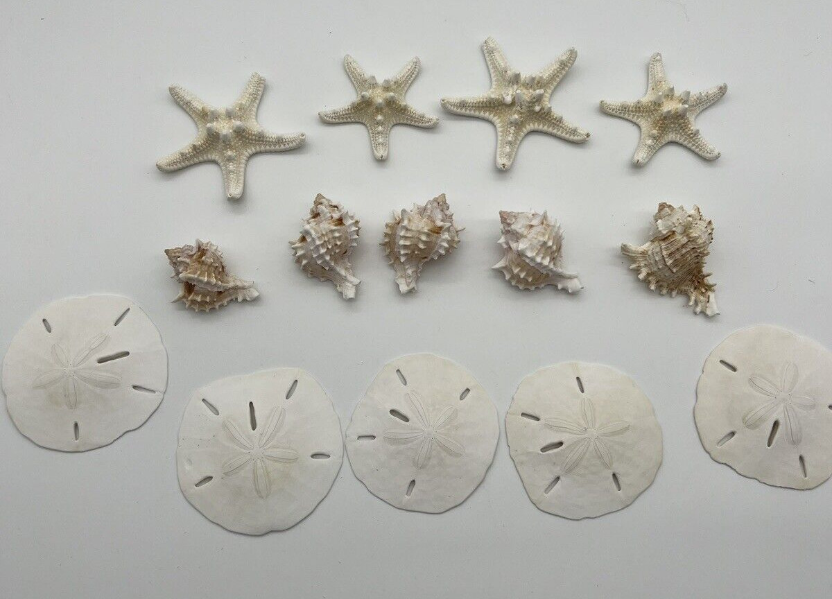 Assorted Starfish, Seashell, Sand Dollar Reproduction Craft Beach Decor