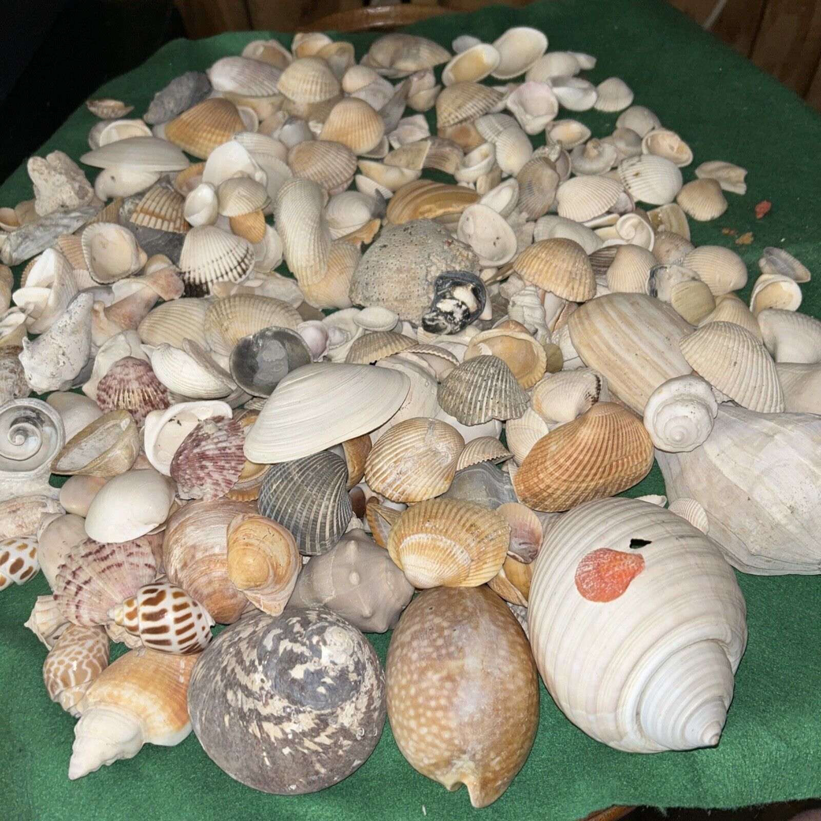 Huge Lot of Assorted Vintage Seashells Conch, Clam, Snail ART CRAFTS 9lbs Ocean