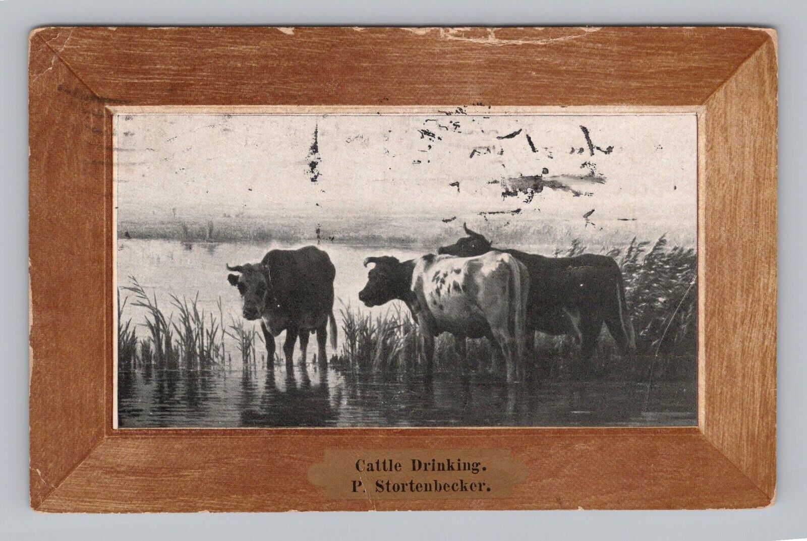 Postcard UDB Cattle Drinking P. Stortenbecker c1907