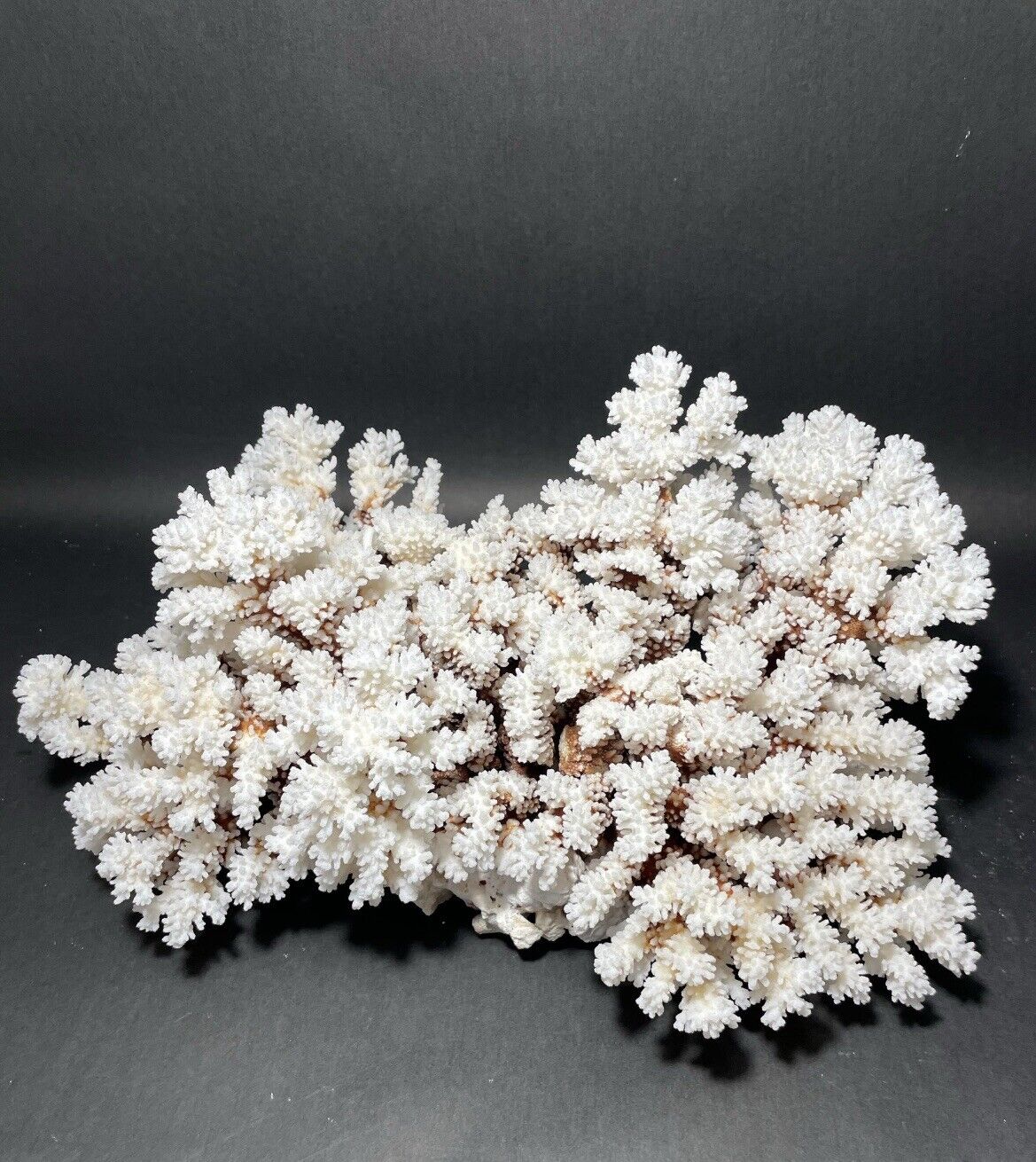 Brownstem Coral 10 Lbs (16”x11”)