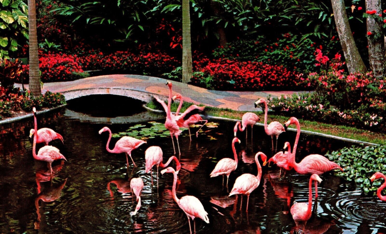 FL Saint St. Petersburg Sunken Gardens Pink Flamingos Birds Vtg Postcard View