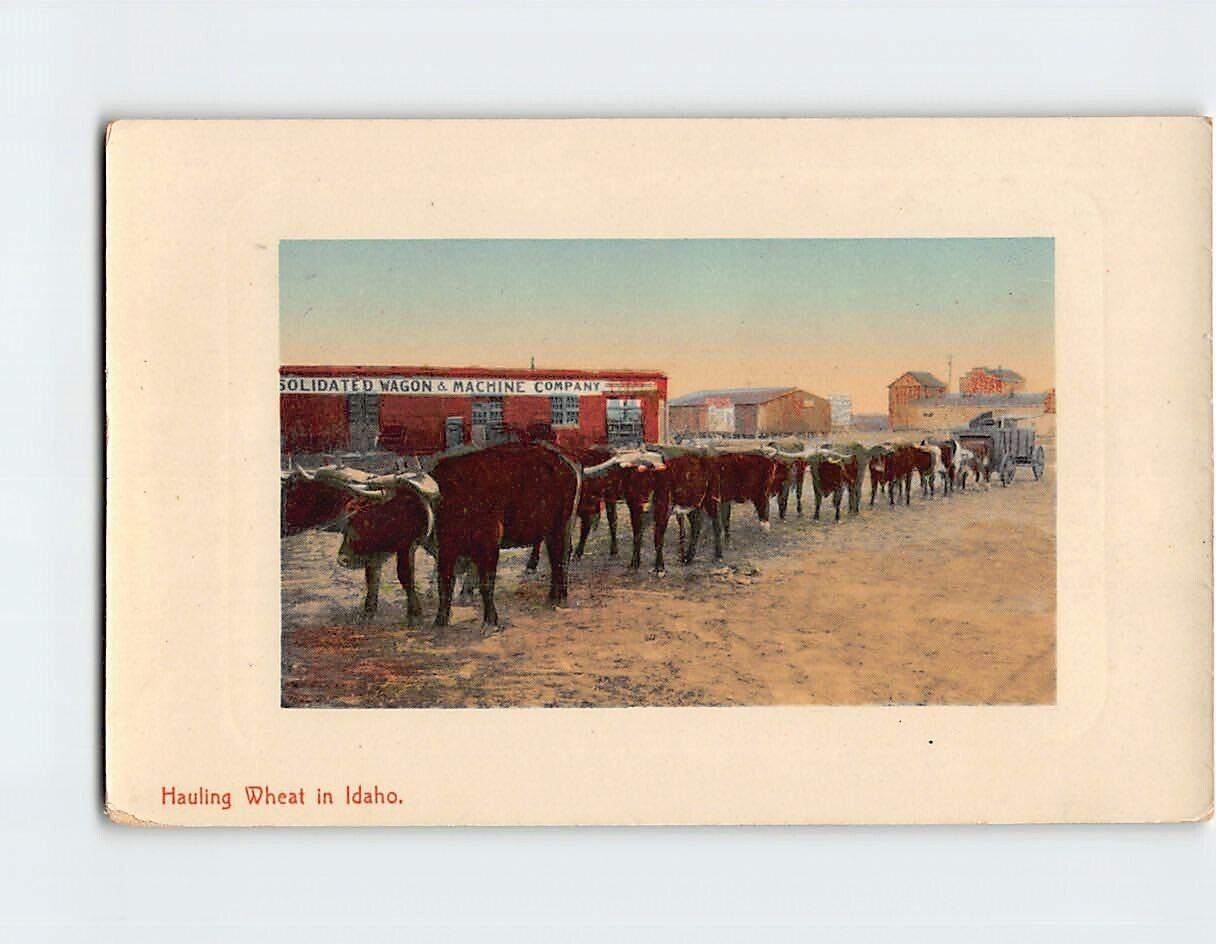Postcard Hauling Wheat in Idaho USA