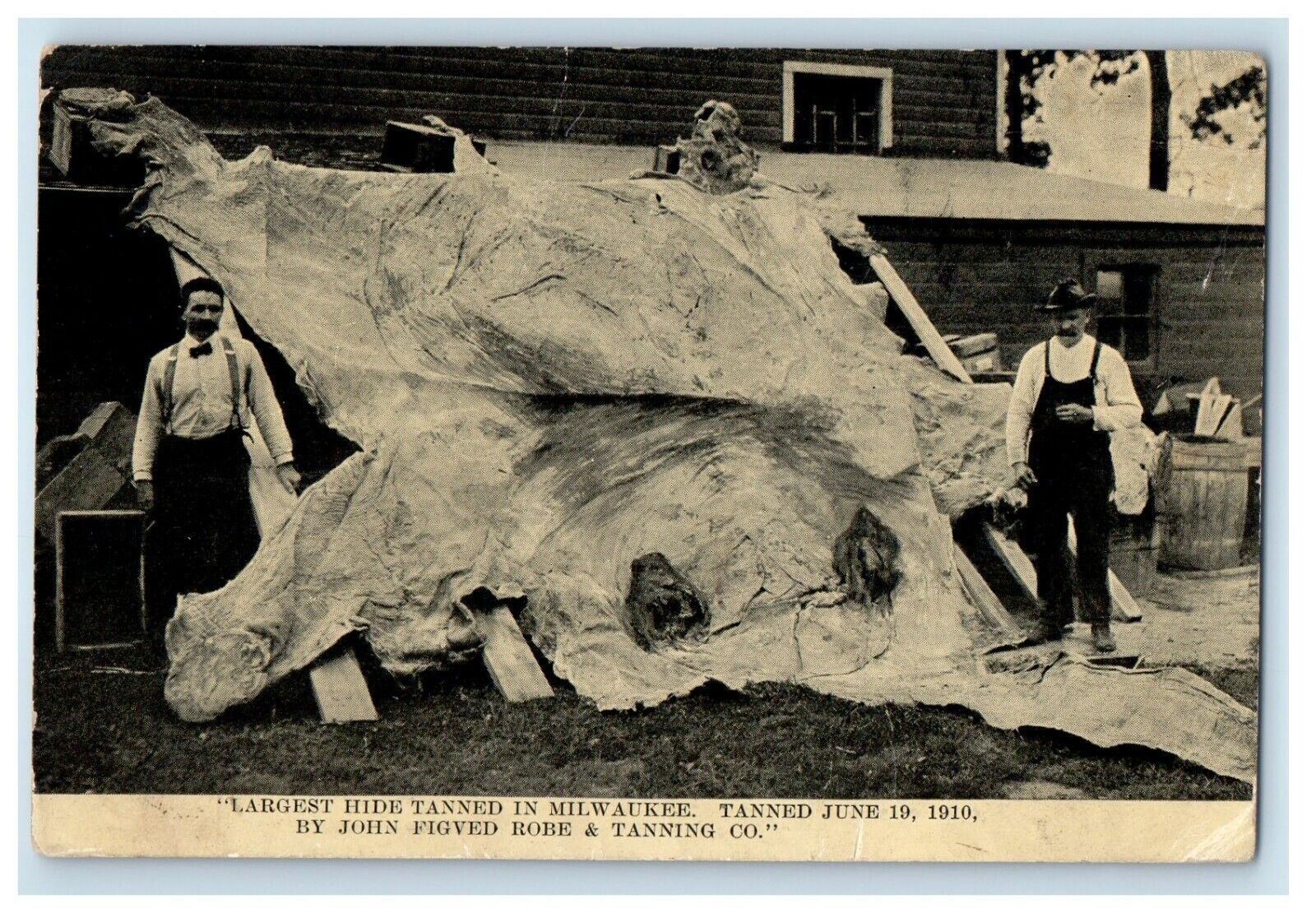 c1910\'s Largest Hide In Milwaukee WI, By John Figved Robe & Tanning Co. Postcard