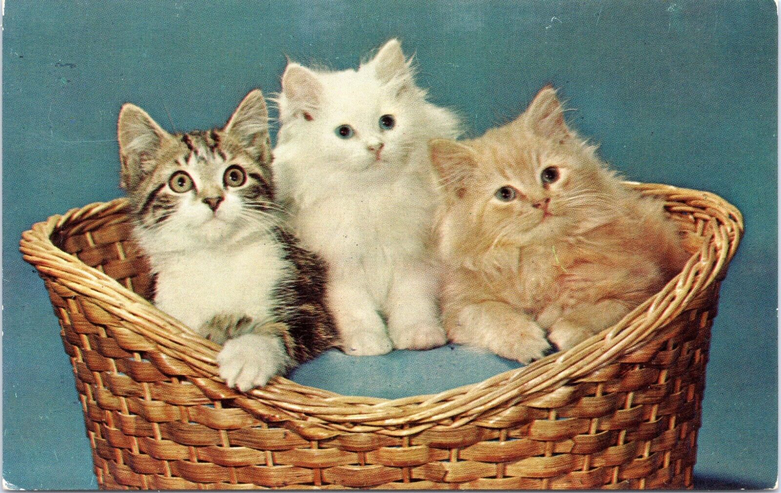 c1960\'s Three Kittens in a Basket, Vintage Chrome Postcard, adorable cats