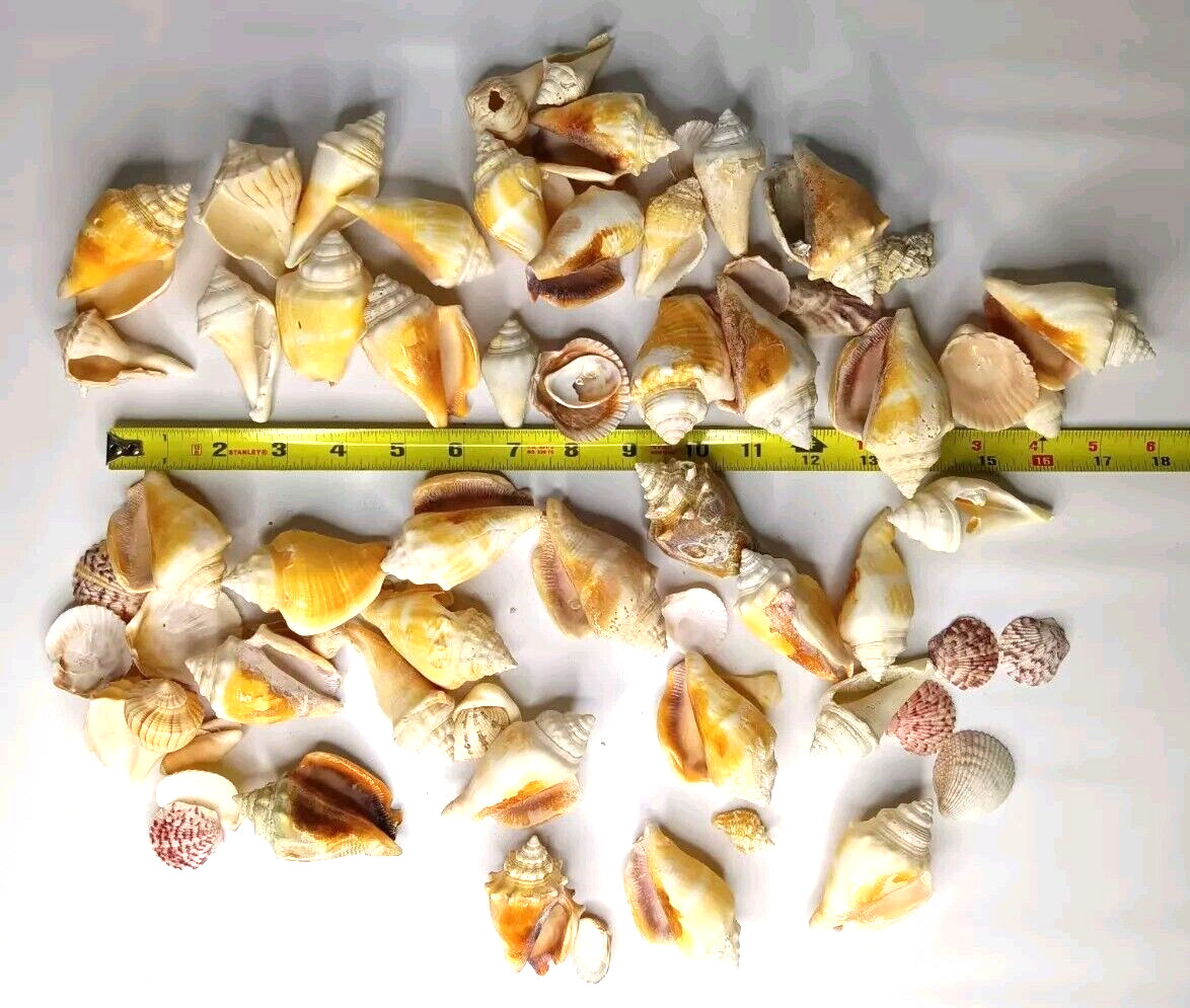 Mixed Lot of Natural Sea Shells Beach Decor Crafts Conch, etc.