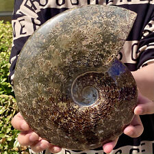 6.98LB Rare natural polished Natural conch fossil specimens of Madagascar picture
