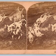 c1890s Adorable Little Piglets w/ Mommy Piggy Pig-Pig Stereoview Real Photo V30 picture
