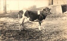 DAIRY COW real photo postcard rppc AGRICULTURAL FARM VIEW c1910 picture