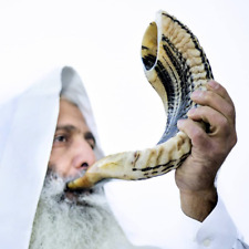 Kosher Ram Shofar Horn from Israel 12”-14