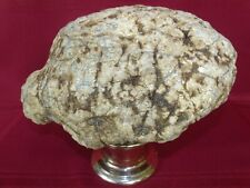Large Unopened Geode 14.7lbs Rare Turtle Shaped KY Crystal Quartz Unique Gift picture