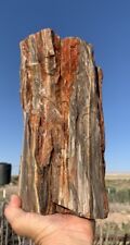 ☘️RR⚒: Solid 15 Lb Log Agate/Opal Arizona Petrified Wood, 10.5” 🌈 picture