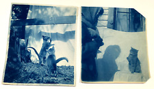 CATS KITTENS CYANOTYPE PHOTOS ANTIQUE PETS picture