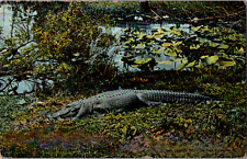 Vintage 1910's 10 Foot Giant Alligator, Lilly Pond Swamp, Florida FL Postcard  picture