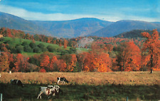 Berkshires MA Massachusetts Mount Greylock Route 7 Fall Foliage Vintage Postcard picture