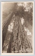Postcard RPPC California Muir Woods National Monument Looking Up Redwood Tree picture