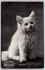Postcard Snowball Kitten Cat c1902 CE Bullard M181 picture