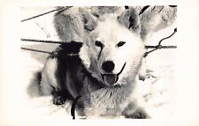 Two Real Photo Postcards Alaskan Husky Sled Dogs in Alaska~130740 picture