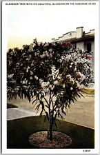Oleander Tree with its Beautiful Blossoms in the Sunshine State Florida Postcard picture