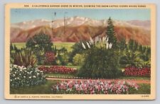 California Garden in Winter Snow-Capped Sierra Madre Range Linen Postcard No6133 picture