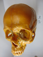 VTG Life Size Sawbones Hard Plastic Realistic Human Skull Replica Display Prop picture