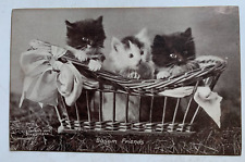 Vintage ca 1902 Cats Postcard 