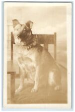 c1930's German Shepherd Dog Sat On Chair RPPC Photo Unposted Vintage Postcard picture