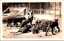 Real Photo Postcard Woman Feeding Lions Inside Enclosure picture