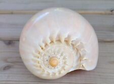Vintage Sea Shell Helmet Snail Conch Nautical Decor 7 Inches Very Nice Condition picture