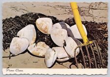 Pismo Beach California, Pismo Clams, Vintage Postcard picture