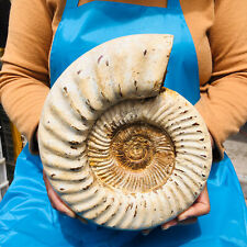 9.26LB Natural Beautiful Ammonite Fossil Conch Crystal Specimen Healing 1148 picture