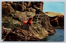 Sea Lion Sunning Himself On The Beach Kodiak Island VINTAGE Postcard picture