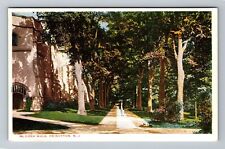Princeton NJ-New Jersey, McCosh Walk, Vintage Postcard picture