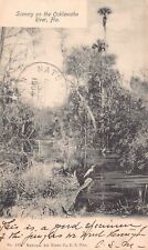 Ocklawaha River Scenery Antique 1904 Lake County Florida Postcard Egret Bird picture