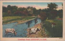 Gregory South Dakota Greetings Cows Grazing Drinking Postcard picture