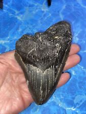 MEGALODON SHARK TOOTH 5.04’’ HUGE TEETH MEG SCUBA DIVER DIRECT FOSSIL NC 8061 picture