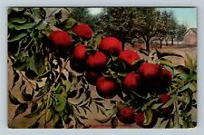 Red Apples Growing In Oregon Vintage Souvenir Postcard picture