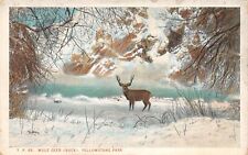 MULE DEER (BUCK) Yellowstone National Park Postcard 8174 picture