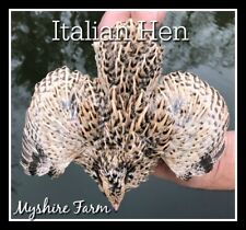 170+ GOLD Coturnix Hatching Eggs By Myshire Includes Italian/ Golden Manchurian picture
