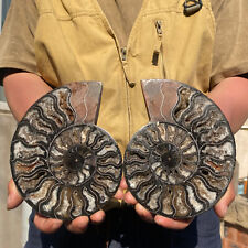 940g RARE Cut Split PAIR Ammonite Deep Crystals Cavity Fossil Rough Specimen picture