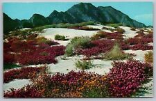 Springtime Desert Verbenas Bloom Flowers Floral Mountains Vintage UNP Postcard picture