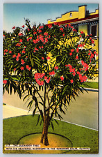 Florida, The Oleander Tree, Beautiful Blossoms, Vintage Antique Linen Postcard picture