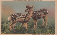 Mule Deer Fawns Yellowstone National Park Linen Vintage Postcard picture