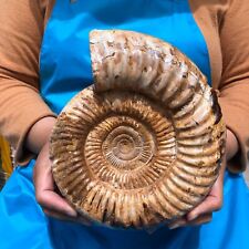6.86LB Natural Whole Ammonite Fossilized Crystal Mineral Specimen Reiki Healing picture
