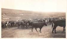 Vtg 1930's RPPC Cows gathered in a Herd on a Ranch  picture