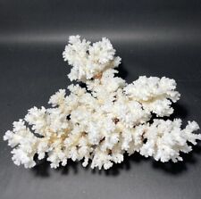 Brownstem Coral 12”x12” picture