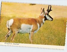 Postcard Pronghorn Antelope, Western United States picture