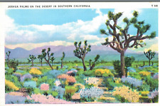 VIntage Postcard-Joshua Palms on the Desert in So. CA picture