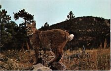 Postcard Bobcat the American Lynx Vintage picture
