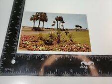 MARSHES OF GLYNN OVERLOOK PARK POSTCARD BRUNSWICK GA GEORGIA Flowers Palm Trees picture