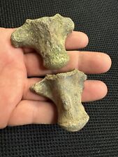 Awesome Pair Of Cretaceous Period Mosasaur Verts From North Mississippi picture